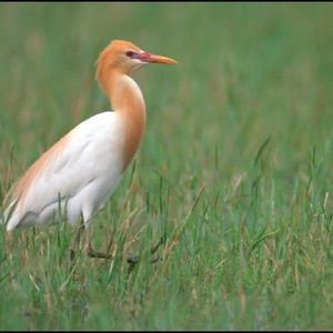 Meet your Posher, Conor